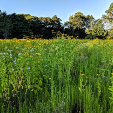 Wonderful Wildflowers