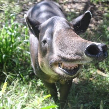 International Partner Spotlight: Baird’s Tapir Survival Alliance