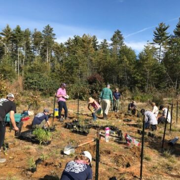 Conservation Society Restores Native Wildflowers