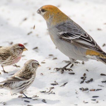 Fall Focus on Finches