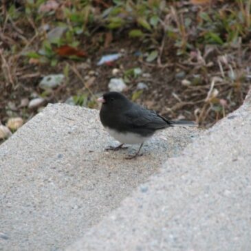 Cooped up? Try a Christmas Bird Count!