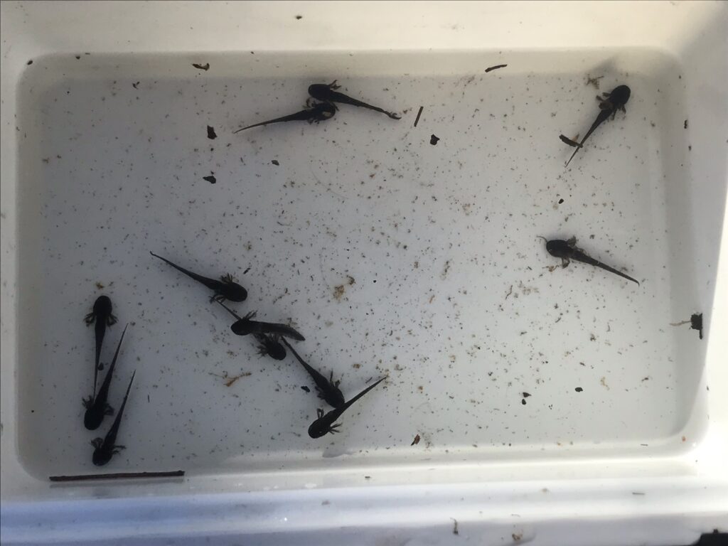 Tiny black salamander larvae with feathery gills and long tails are seen from above in a plastic tub filled with water.