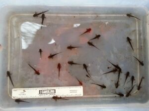 A plastic tubs holds a few dozen small, dark salamander larvae, barely an inch long each. Their long tails and feathery gills are clearly visible.