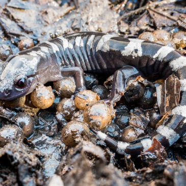 Marbled Salamander Season is Here