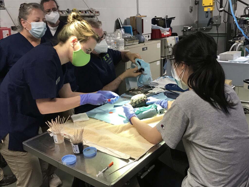 Several masked veterinarians surround a table with a small turtle being held on its side as it is prepared in surgical conditions for a laparoscopy.