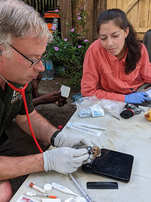 mouse lemur exam