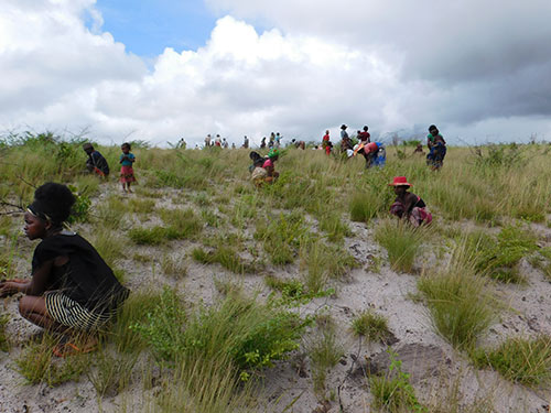 community planting