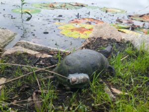 A large turtle sits at the edge of a pool of water. Attached to the side of its shell is a small AA battery-sized lump covered with gray epoxy with an antenna.