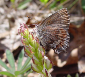 A small brown butterfly with an intricate wind pattern and silvery fringe sits on a spike of unopened purple flowers.