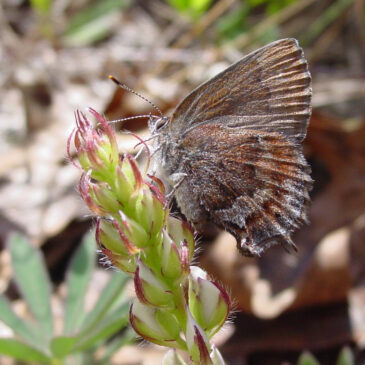 Species Feature: Frosted Elfin