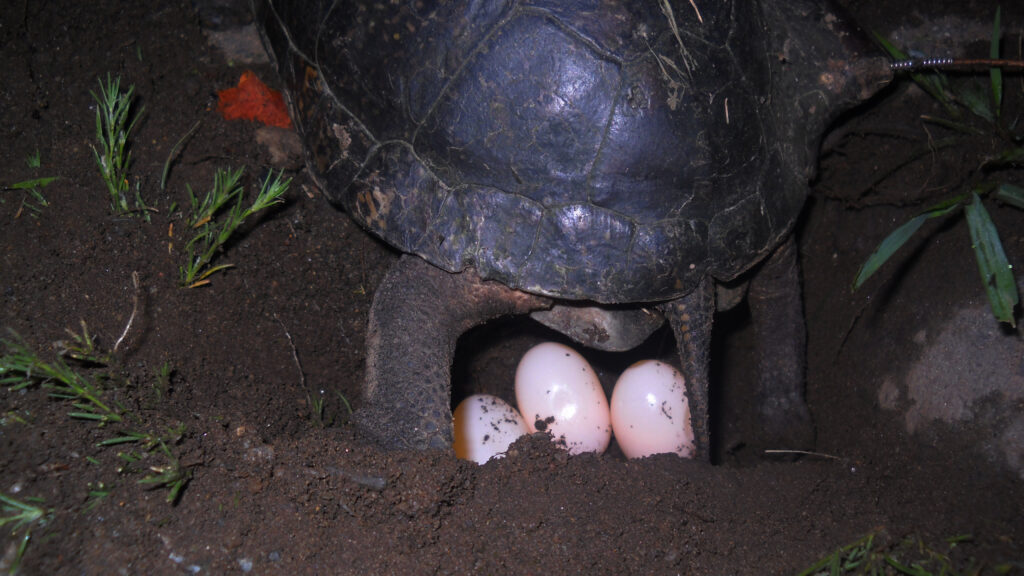 The posterior half of a Blanding's turtle in the midst of laying a clutch of eggs. Three white eggs are visible in the small hole of freshly-dug earth.