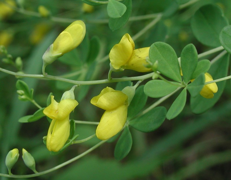 On the left, small yellow flowers sprout from a pale green stem with five-lobed leaves. On the right, rich icy-violet flower spikes grow upwards from leaves shaped like rounded starvursts.