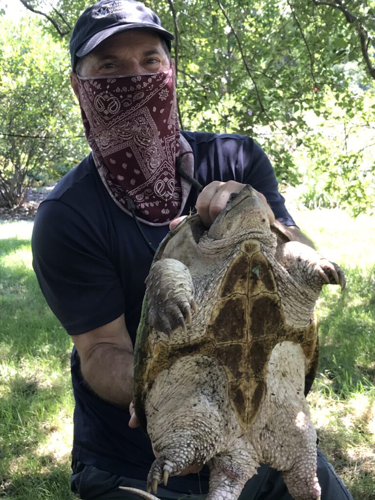 A white man wearing a blue baseball cap and shirt with Grassroots Wildlife branding and a paisley handkerchief covering his face carefully holds a large snapping turtle by the shell, with its belly facing the camera.