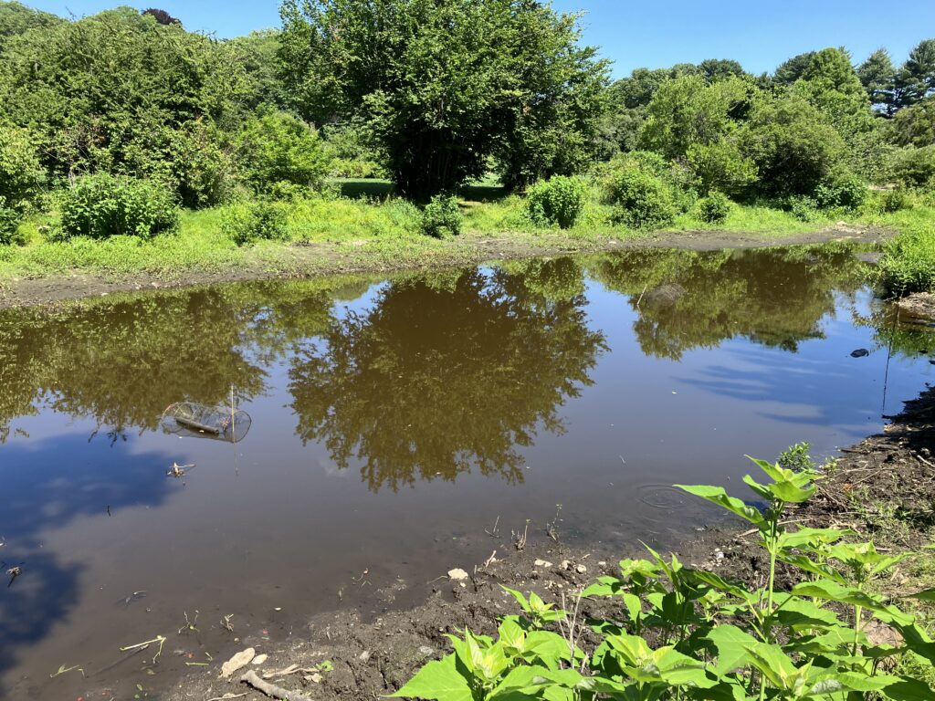 A small pond surrounded by a small ring of mud due to low water levels, and beyond that, the decorative shrub and tree plantings of the Arnold Arboretum. Two hoop traps for turtles and one small minnow trap are visible in the pond.