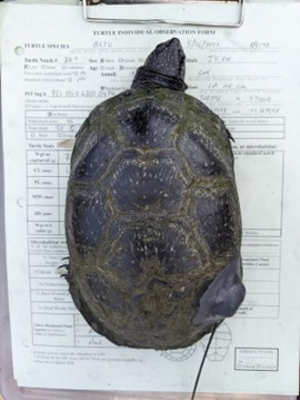 A stout Blanding's turtle with a black carapace and small yellow specks, viewed from above, sits on a data sheet. A radio covered with fresh epoxy is stuck to the right side of its shell.