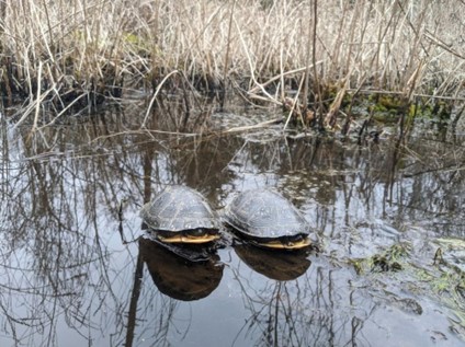 Where Are They Now? Blanding’s Turtle Edition