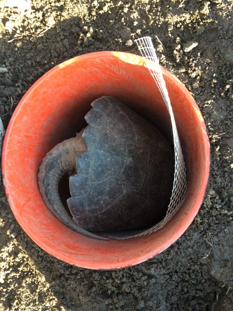 The shell and tail of a snapping turtle seen from above sticking out of an orange 5-gallon bucket. The bucket includes a small mesh ladder for rodents and shrews to use to climb out.