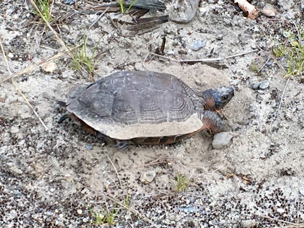 A gray-black and orange turtle with her shell edges covered in sand and soil begins digging through the earth in a bare patch of soil. 