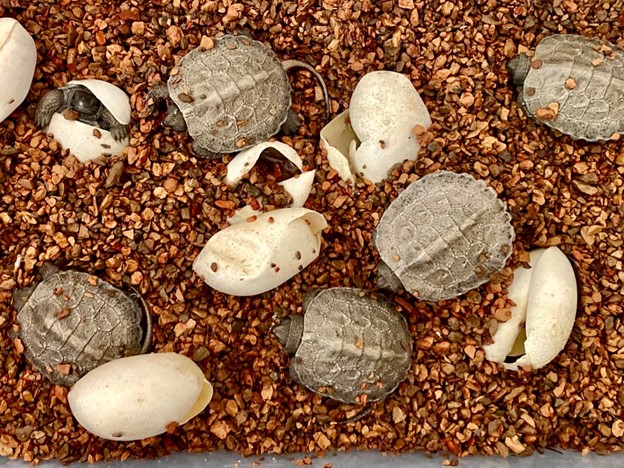 Five small gray turtles just emerged from their nearby eggshells crawl through a brown, large-grained substrate. One more turtle is just poking its head and forelimbs out of its eggshell.