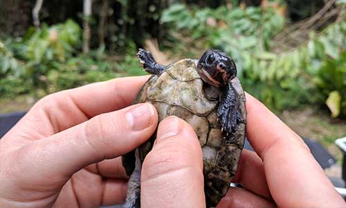 A small, pig-nosed turtle the size of a pocket watch is held up for examination in a pair of human hands. Its pale belly contrasts with its blackish head and limbs.