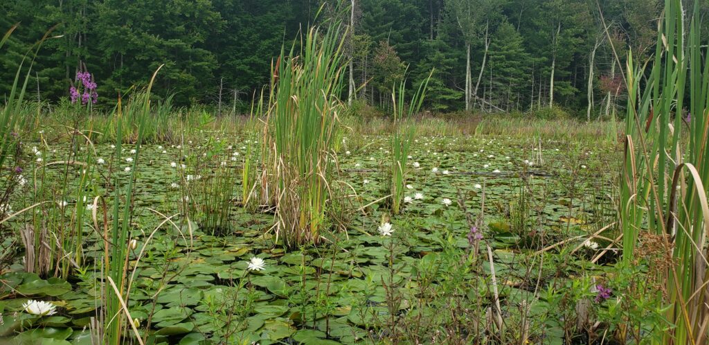 A wetland showing cattails, blooming purple loosestrife, and the many lilypads and white flowers of American Lotus with a treeline in the distance.