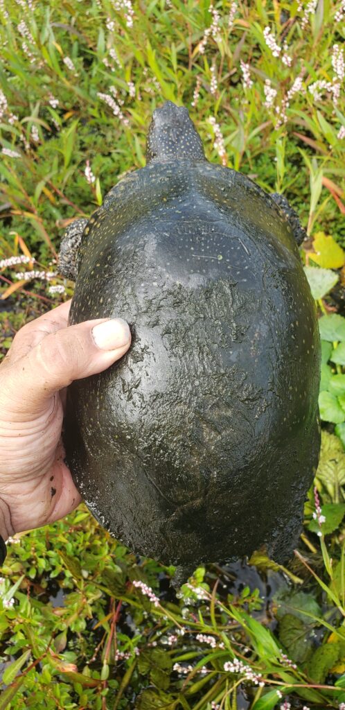 A football-sized black turtle with small yellow spots is seen from above, being held in the camera person's left hand. Wetland plants are visible in the background.