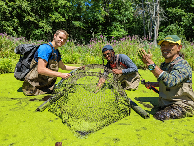 Three people in chest waders stand in a bright green pond covered with algae, all surrounding a large mesh hoop trap partially submerged in the water.