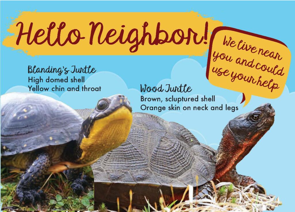 A blue postcard with cheerful text that reads "Hello Neighbor! We live near your and could use your help" with color photographs of a Blanding's Turtle and Wood Turtle, along with their field marks written out in text.