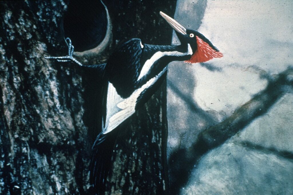 A colorised photograph of a striking black woodpecker, larger than a crow, with white wingtips and a white zigzag on its neck, a white bill, and a raised red crest. The woodpecker hangs by one foot from a circular hole in a tree trunk. 