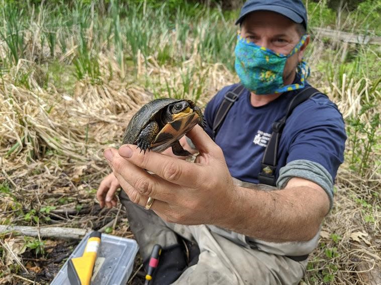 A man in a patterned cloth mask, matching blue ZNE cap and shirt, and chest waders sits on the ground surrounded by marsh plants. He is holding a Blanding's turtle the size of his hand up to the camera. The turtle holds it head-half-pulled back into its shell, but its yellow throat and patterned plastron are visible at an angle.