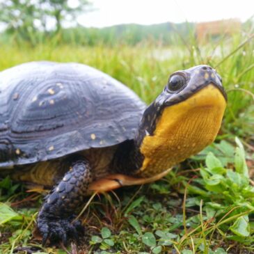 Restoring a Blanding’s Turtle Population, One Baby Turtle at a Time