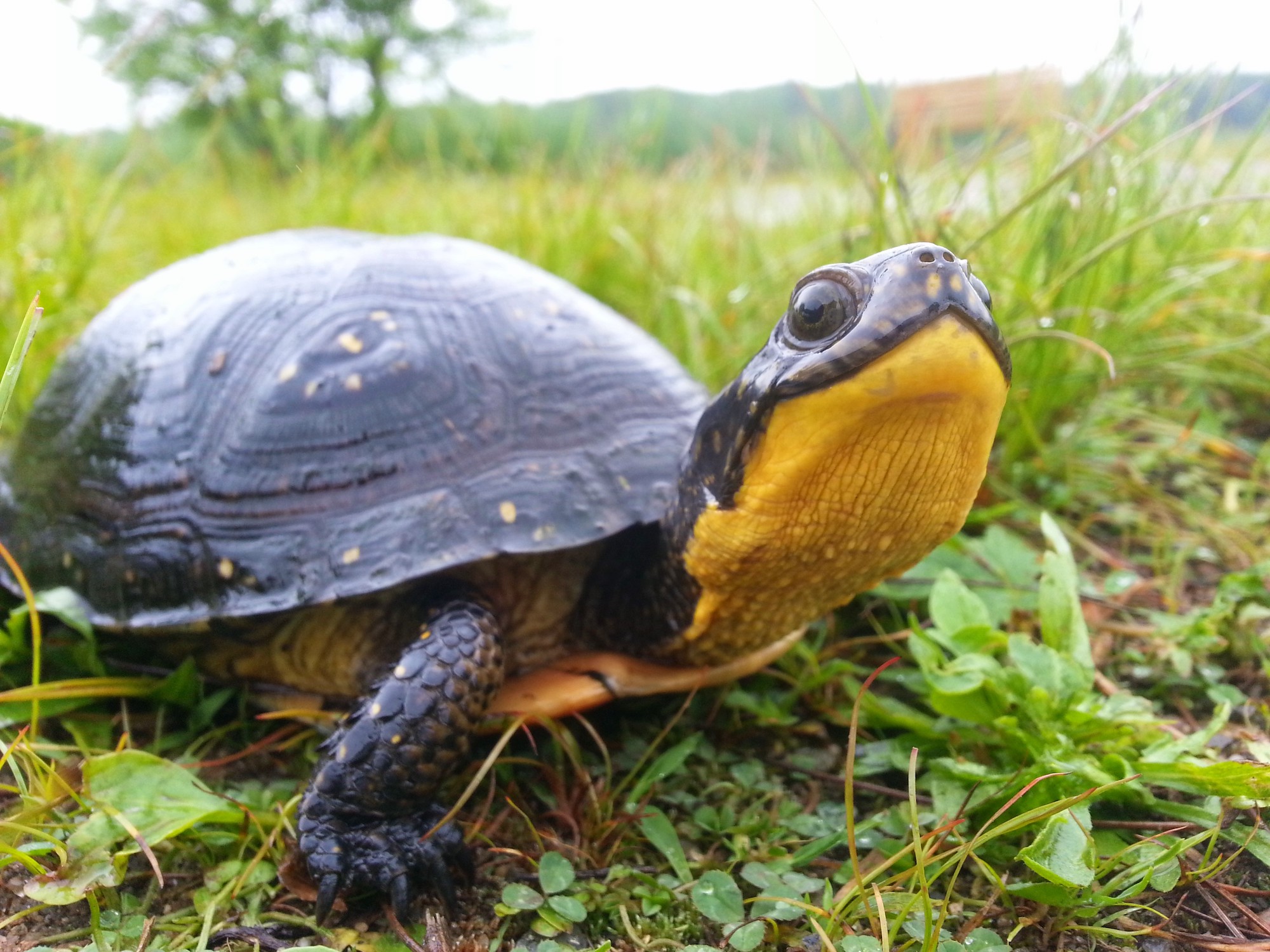 A Blanding's turtle photographed from ground level as it stands amidst clover and grasses in 3/4 profile. The close angle shows its "smiling" expression, bright yellow throat, and rounded black shell with small yellow spots.