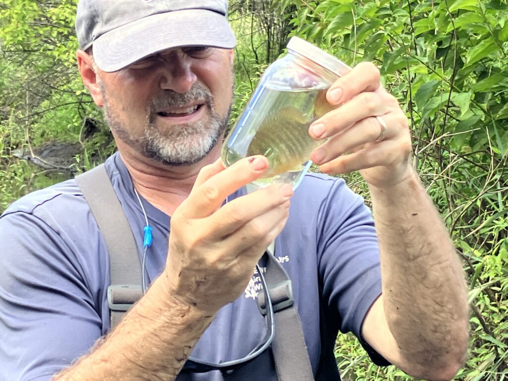 A man with a short beard and blue Zoo New England cap and shirt holds up a jar intently with both hands. In the jar is a redbreast sunfish, with dark vertical bars and a rosy underside.