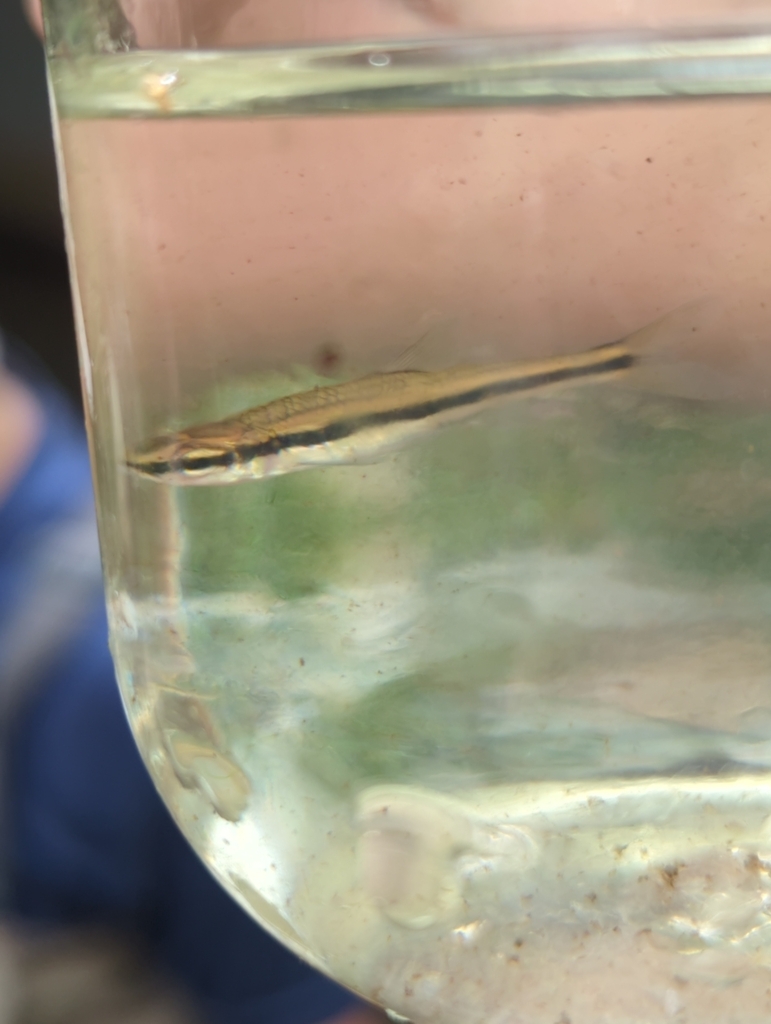 A single slender gold-and-silver fish with large eyes is seen in profile as it swims in a jar full of water. The fish has a black stripe running from its nose, through its eye, all the way back to its tail.