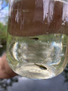 Two tiny golden fish with a single black stripe are held up in a jar of water. Each fish is, smaller than the last joint of an adult's index finger.