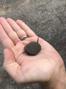 A pale-skinned person's hand is outstretched, and in the middle of the palm sits a turtle the size of a silver dollar coin. The turtle's head and limbs are all pulled into its shell but its long, skinny tail sticks out straight behind it.