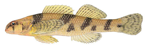 A color illustration of a brown and gold fish in side profile, with bold black blotches running along its sides and a black V through its eye and nose.