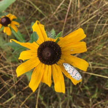 Restoring Ecosystems from the Ground Up 