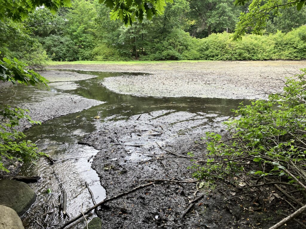 A lakebed that is mostly exposed muck with a few narrow channels of water curving through the middle. The view is framed by trees and other green vegetation.