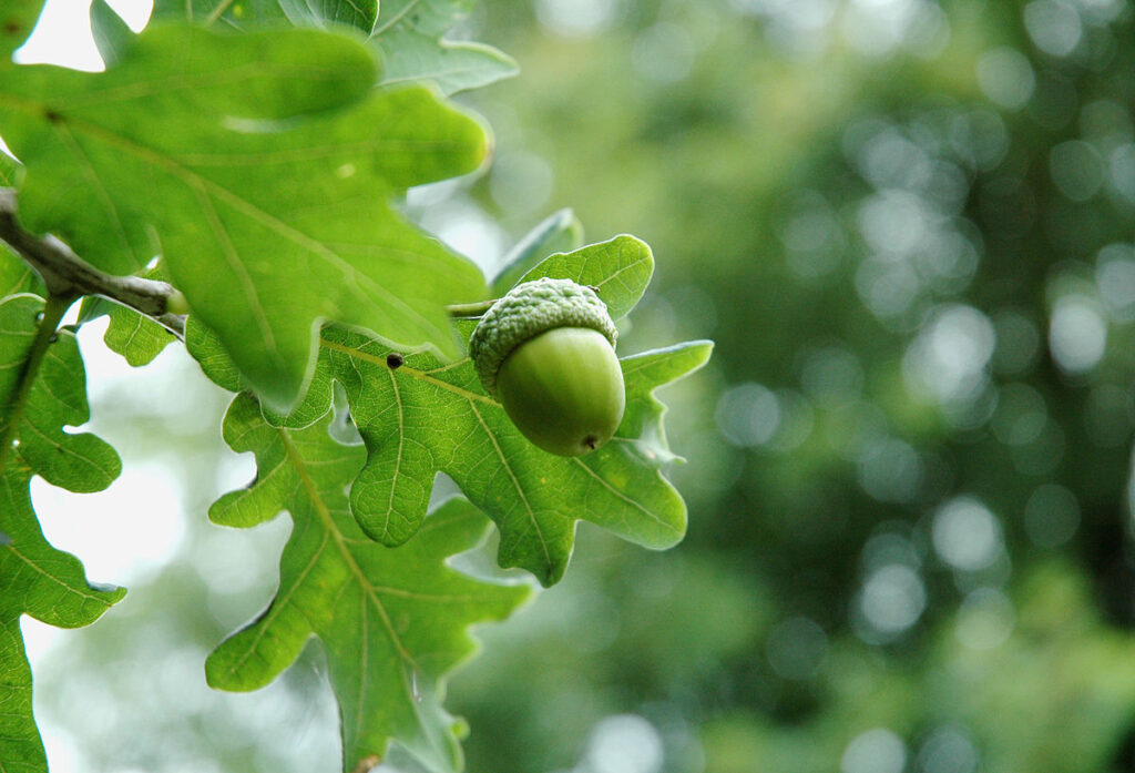 A green growing acorn at the tip of a branch, surrounded by oak leaves.