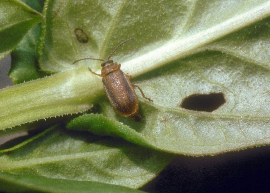 A small brown beetle with black margins on its wing covers stands astride the middle rib of a single purple loosestrife leaf. The leaf has a hole chewed in it.