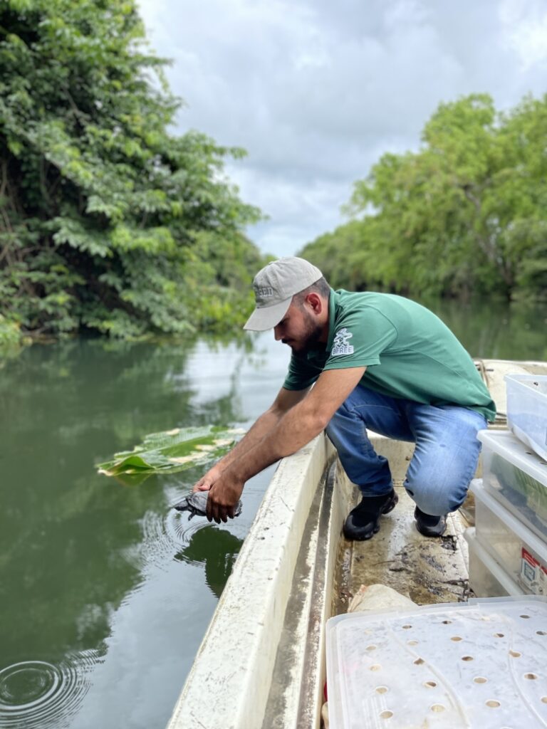 A man in a green shirt, blue jeans, and a beige cap leans over the edge of a white boat, holding a young turtle just above the water's surface in both hands,