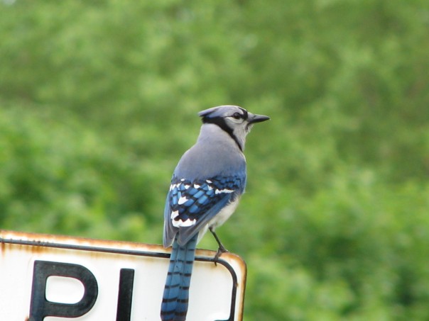 A blue jay perches on a street sign, looking to the right. Its tail hangs down over the sign.