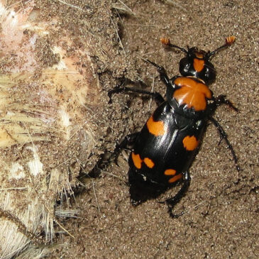 A Cool Creepy-Crawly for Halloween