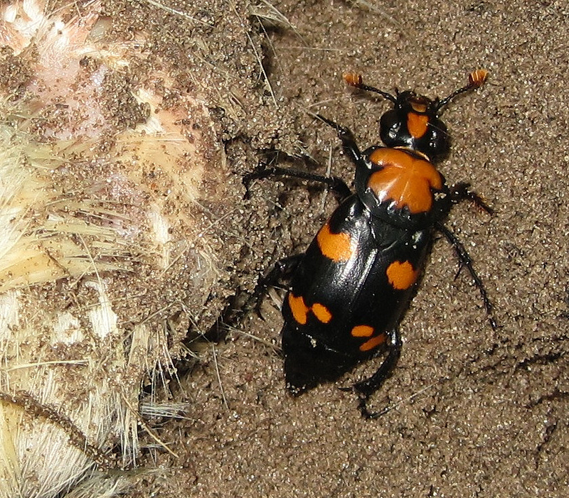 A black and orange beetle is photographed from above as it disg through loose, sandy soil. The fur of a mammalian corpse of some kind occupies the half of the photo to the left of the beetle.