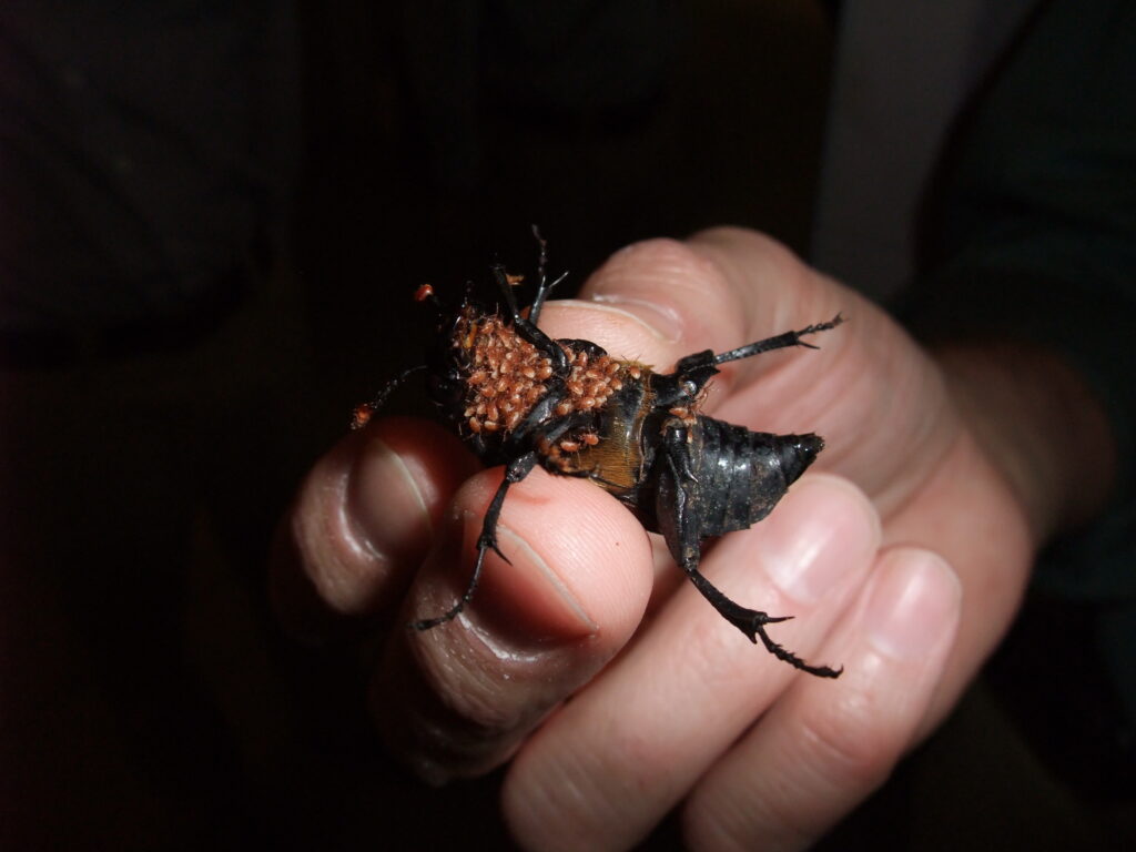 A pale-skinned person holds a burying beetle belly-up towards the camera between their thumb and first two fingers. The underside of the beetle's thorax and neck are covered with small red mites.