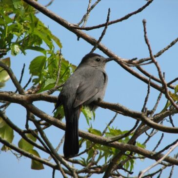 World Migratory Bird Day