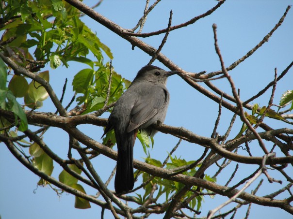 A gray catbird sits on a branch in a shrub with leaves and twigs all around it and a blue sky in the background.