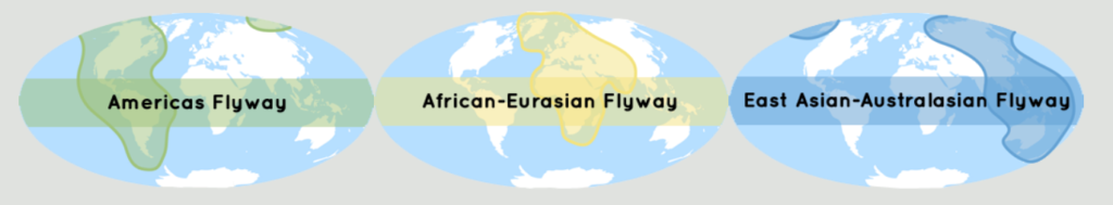 Three globe maps tracing the three major flyways in colors: a green highlight around North and South America reading "Americas Flyway," yellow around Africa and West Eurasia, and blue around East Asia and Oceania.