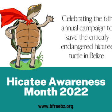 Happy Hicatee Awareness Month!